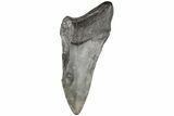 4.43" Partial, Fossil Megalodon Tooth  - #194010-1